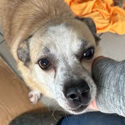 Tierschutzhunde suchen ein Zuhause-Beitrag-Bild