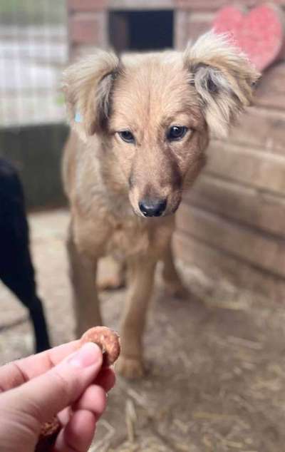 Tierschutzhunde suchen ein Zuhause-Beitrag-Bild