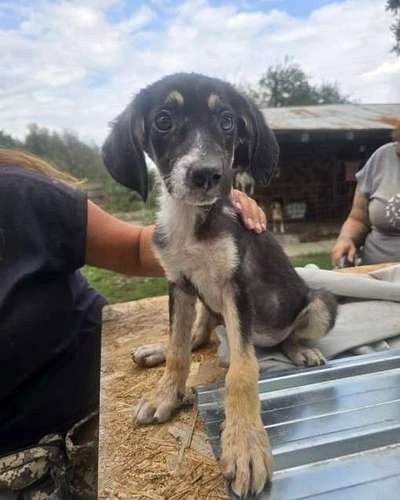Tierschutzhunde suchen ein Zuhause-Beitrag-Bild