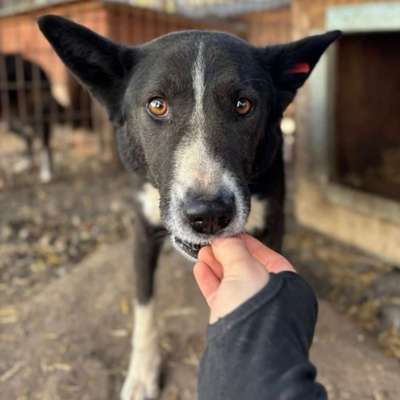 Tierschutzhunde suchen ein Zuhause-Beitrag-Bild