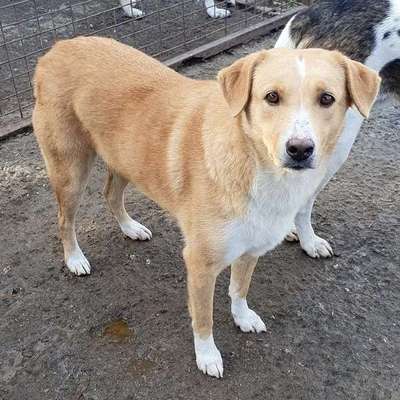 Tierschutzhunde suchen ein Zuhause-Beitrag-Bild