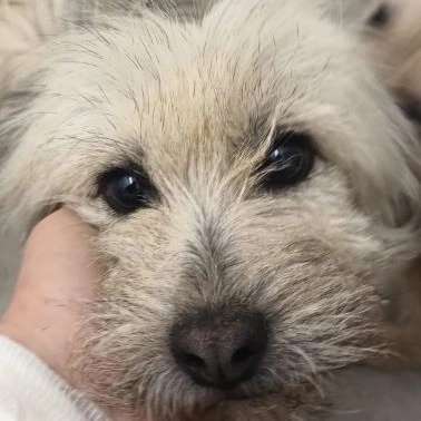 Tierschutzhunde suchen ein Zuhause-Beitrag-Bild