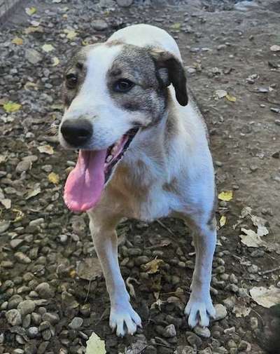 Tierschutzhunde suchen ein Zuhause-Beitrag-Bild