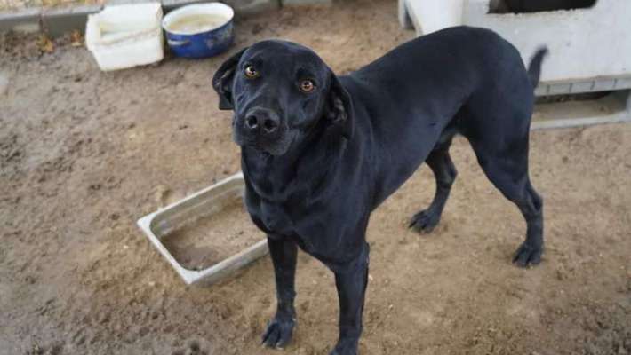 Tierschutzhunde suchen ein Zuhause-Beitrag-Bild