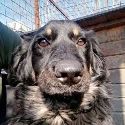 Tierschutzhunde suchen ein Zuhause-Beitrag-Bild