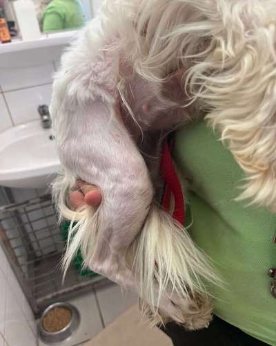 Tierschutzhunde suchen ein Zuhause-Beitrag-Bild