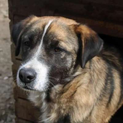 Tierschutzhunde suchen ein Zuhause-Beitrag-Bild