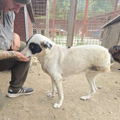 Tierschutzhunde suchen ein Zuhause-Beitrag-Bild