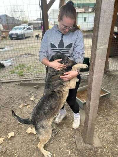 Tierschutzhunde suchen ein Zuhause-Beitrag-Bild