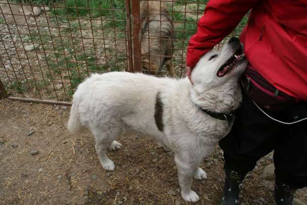 Tierschutzhunde suchen ein Zuhause-Beitrag-Bild