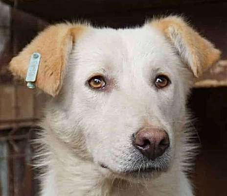 Tierschutzhunde suchen ein Zuhause-Beitrag-Bild