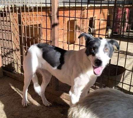 Tierschutzhunde suchen ein Zuhause-Beitrag-Bild