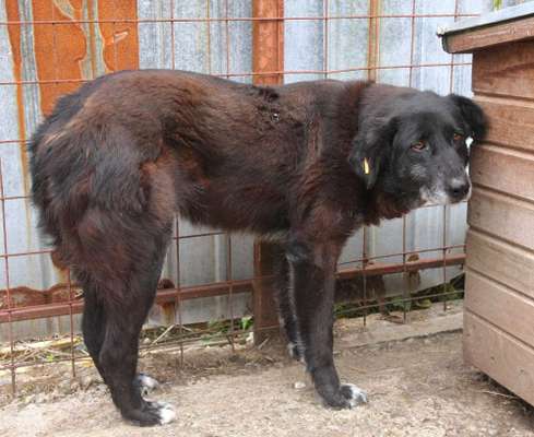 Tierschutzhunde suchen ein Zuhause-Beitrag-Bild