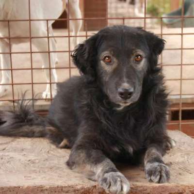 Tierschutzhunde suchen ein Zuhause-Beitrag-Bild