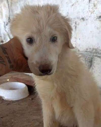 Tierschutzhunde suchen ein Zuhause-Beitrag-Bild