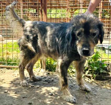 Tierschutzhunde suchen ein Zuhause-Beitrag-Bild