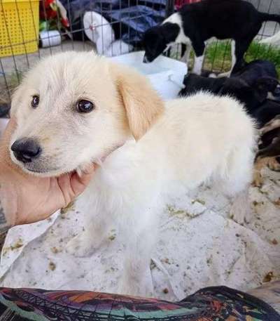 Tierschutzhunde suchen ein Zuhause-Beitrag-Bild