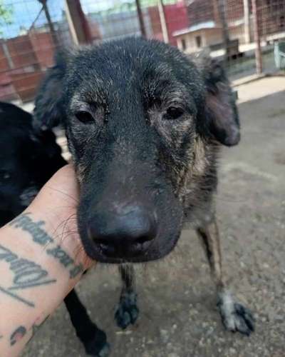 Tierschutzhunde suchen ein Zuhause-Beitrag-Bild