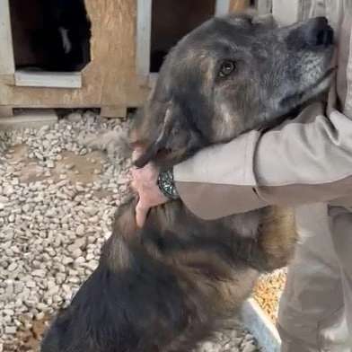 Tierschutzhunde suchen ein Zuhause-Beitrag-Bild