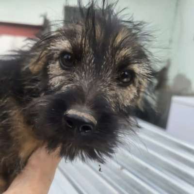 Tierschutzhunde suchen ein Zuhause-Beitrag-Bild