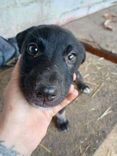 Tierschutzhunde suchen ein Zuhause-Beitrag-Bild