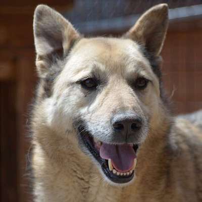 Tierschutzhunde suchen ein Zuhause-Beitrag-Bild