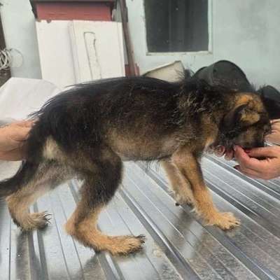 Tierschutzhunde suchen ein Zuhause-Beitrag-Bild