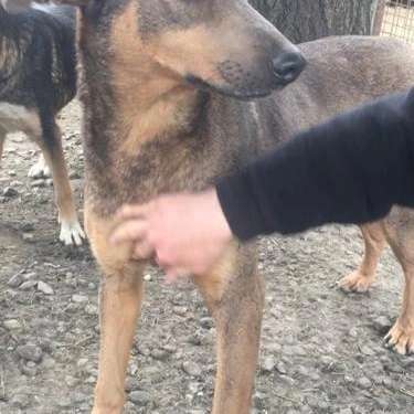 Tierschutzhunde suchen ein Zuhause-Beitrag-Bild