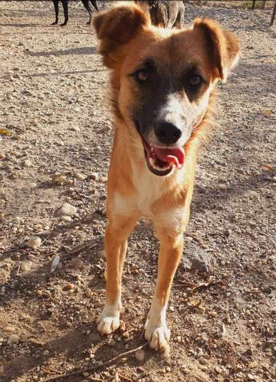 Tierschutzhunde suchen ein Zuhause-Beitrag-Bild