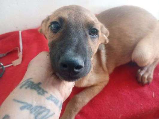 Tierschutzhunde suchen ein Zuhause-Beitrag-Bild