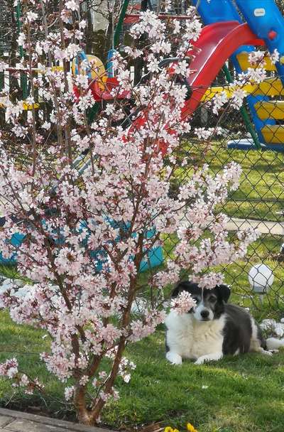 Dogorama Photo Challenge - Tarnung ist alles-Beitrag-Bild