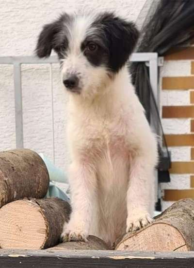 Tierschutzhunde suchen ein Zuhause-Beitrag-Bild