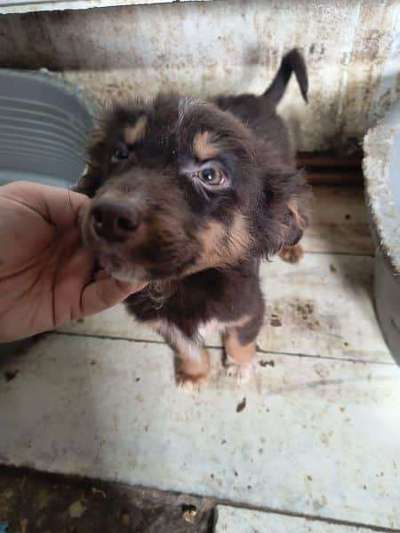 Tierschutzhunde suchen ein Zuhause-Beitrag-Bild