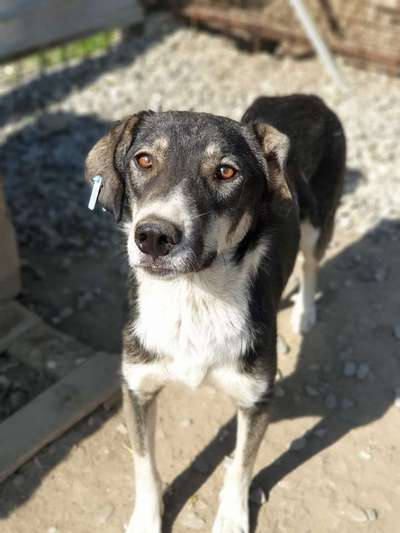 Tierschutzhunde suchen ein Zuhause-Beitrag-Bild