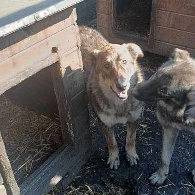 Tierschutzhunde suchen ein Zuhause-Beitrag-Bild