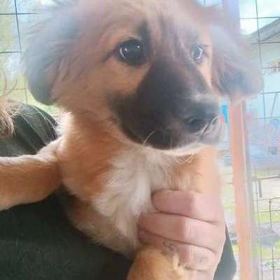 Tierschutzhunde suchen ein Zuhause-Beitrag-Bild