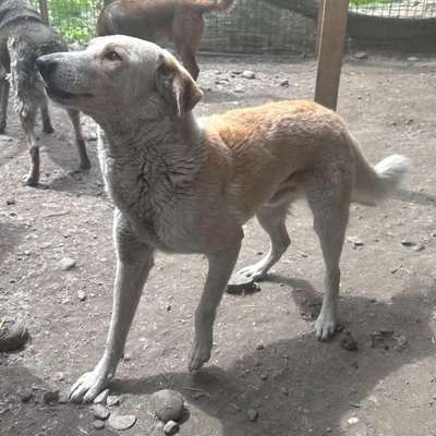 Tierschutzhunde suchen ein Zuhause-Beitrag-Bild