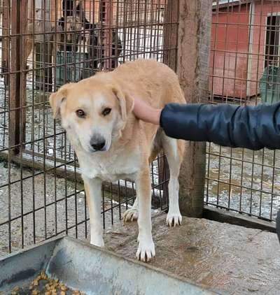Tierschutzhunde suchen ein Zuhause-Beitrag-Bild