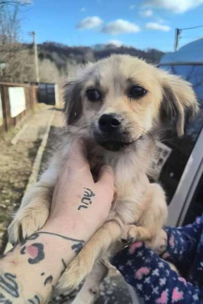 Tierschutzhunde suchen ein Zuhause-Beitrag-Bild