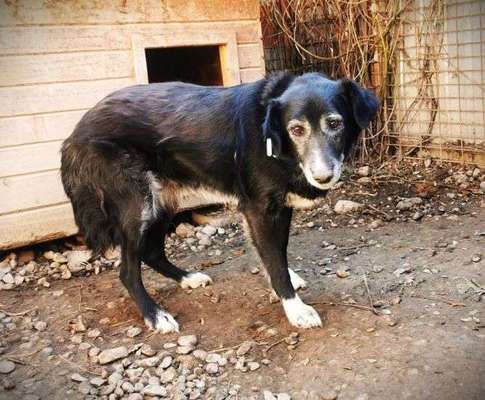 Tierschutzhunde suchen ein Zuhause-Beitrag-Bild