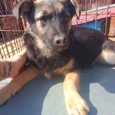 Tierschutzhunde suchen ein Zuhause-Beitrag-Bild