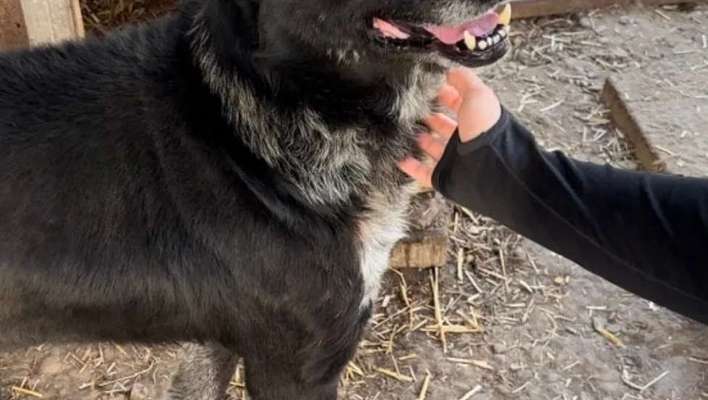 Tierschutzhunde suchen ein Zuhause-Beitrag-Bild