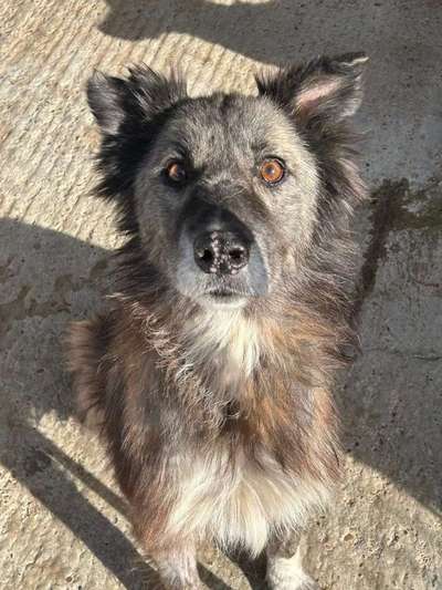 Tierschutzhunde suchen ein Zuhause-Beitrag-Bild