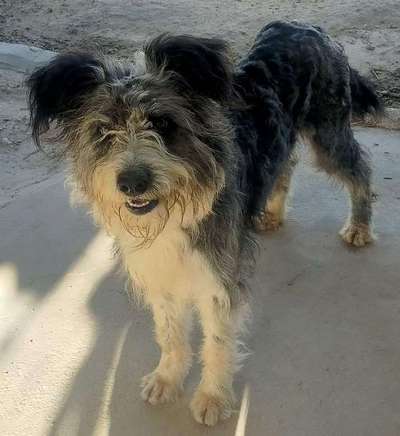 Tierschutzhunde suchen ein Zuhause-Beitrag-Bild