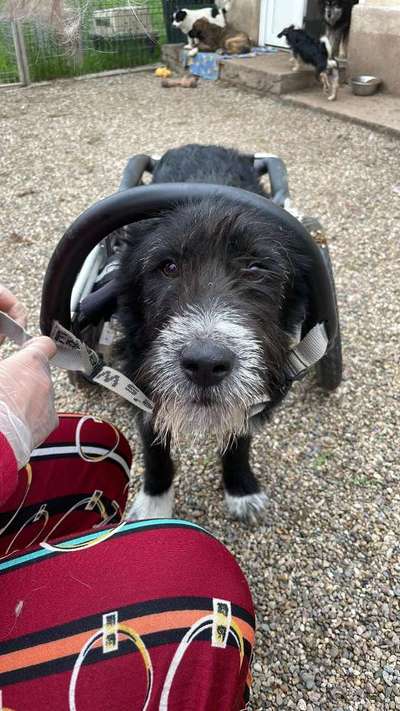 Tierschutzhunde suchen ein Zuhause-Beitrag-Bild