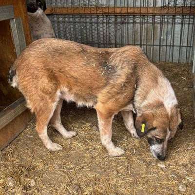 Tierschutzhunde suchen ein Zuhause-Beitrag-Bild