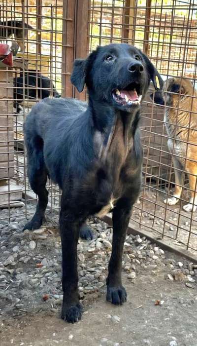 Tierschutzhunde suchen ein Zuhause-Beitrag-Bild