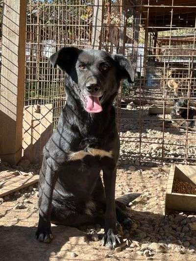 Tierschutzhunde suchen ein Zuhause-Beitrag-Bild