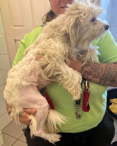 Tierschutzhunde suchen ein Zuhause-Beitrag-Bild