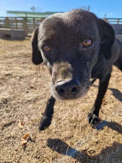 Tierschutzhunde suchen ein Zuhause-Beitrag-Bild